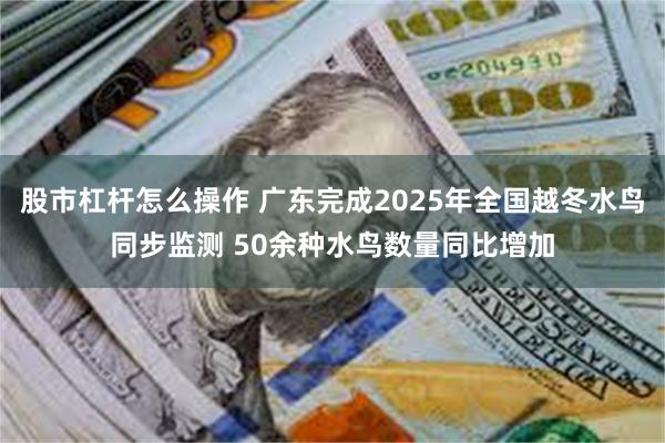 股市杠杆怎么操作 广东完成2025年全国越冬水鸟同步监测 50余种水鸟数量同比增加